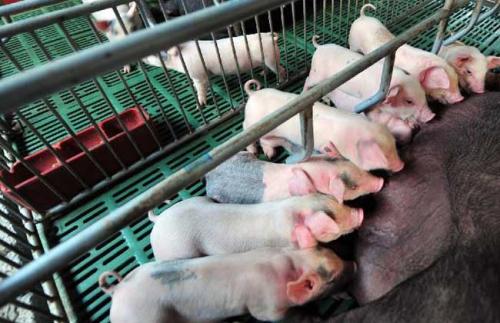 Bi͑,ĸia,Ĵָĸia,ĴָBiO,ʳ,LɳBiO,i˹ھ,LɳBiO乫˾,i˹ھ,iO,ϴĴָCе޹˾,LɳĴָBiOS,LɳBiе